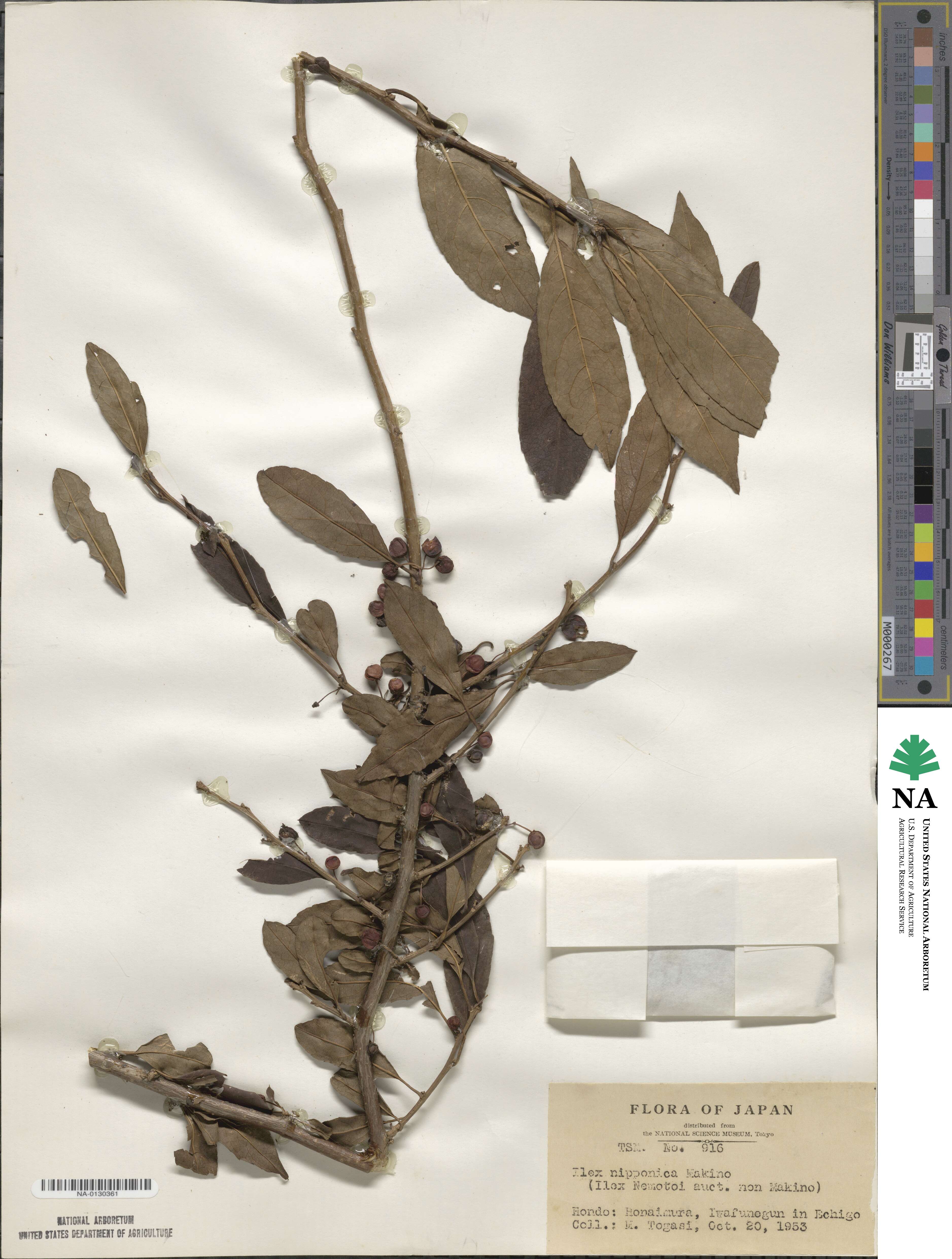 Ilex nipponica image