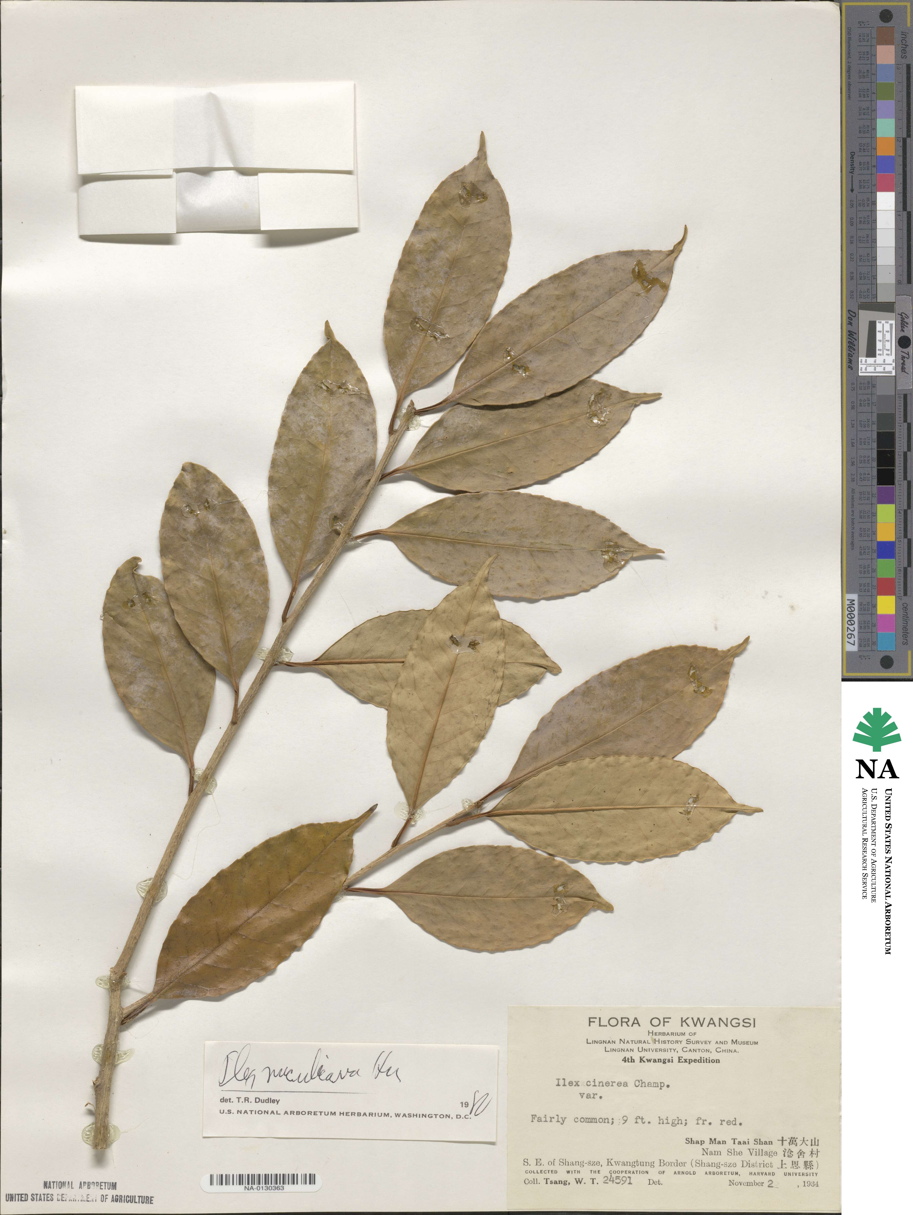 Ilex nuculicava image