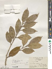 Ilex nuculicava image