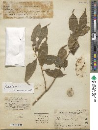 Ilex nuculicava image