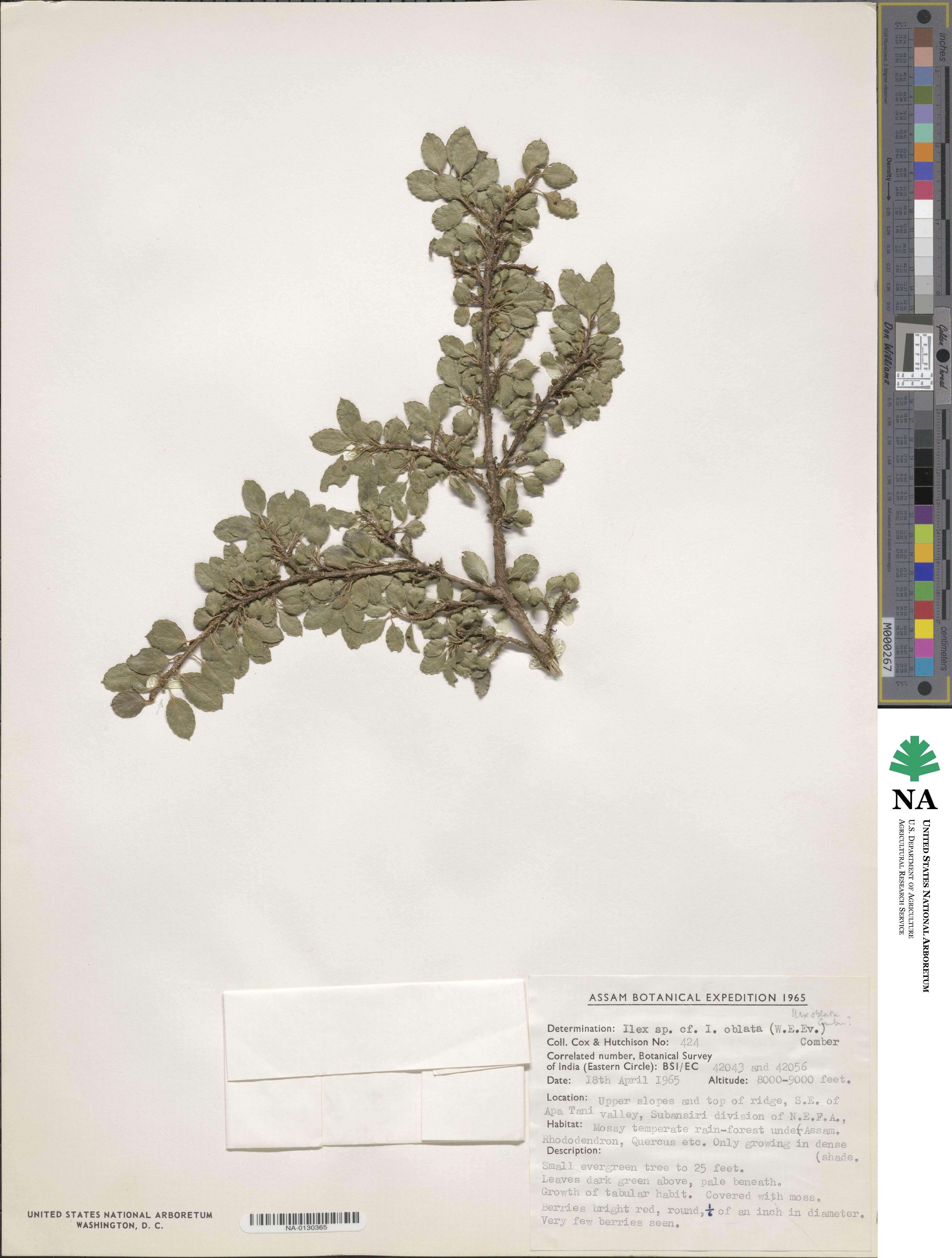 Ilex nothofagifolia image