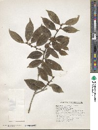 Ilex odorata image