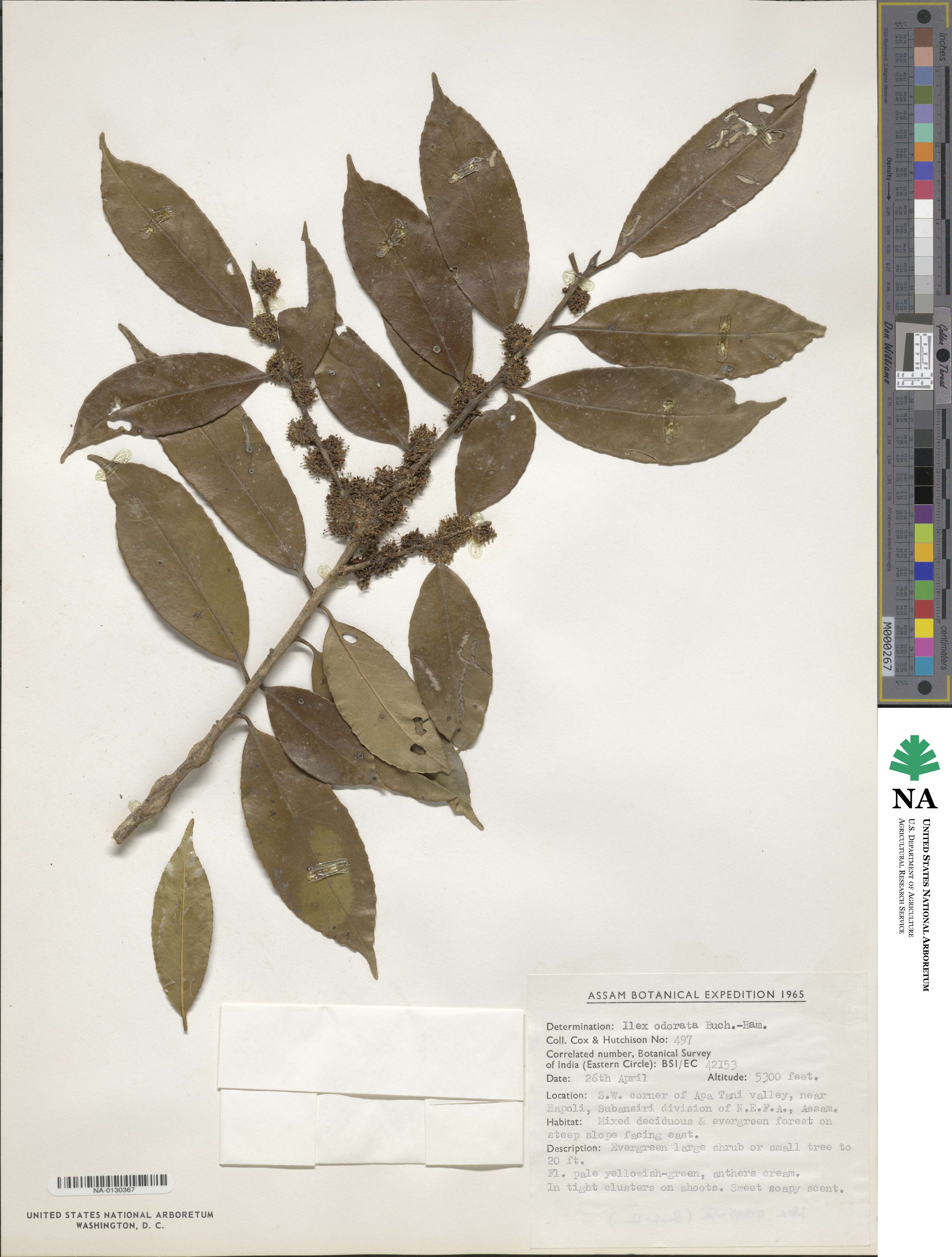 Ilex odorata image