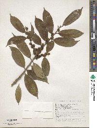 Ilex odorata image