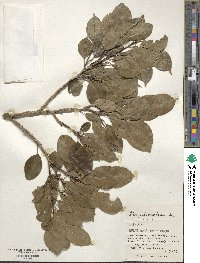 Ilex pedunculosa image