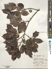 Ilex pedunculosa image