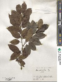 Ilex pedunculosa image