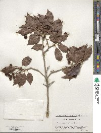 Ilex pedunculosa image