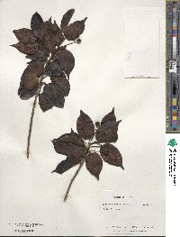 Ilex pedunculosa image