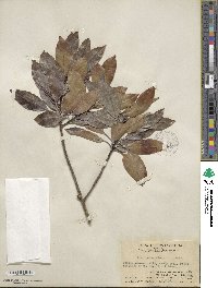 Ilex pedunculosa image