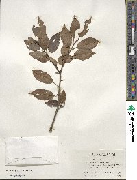 Ilex pedunculosa image