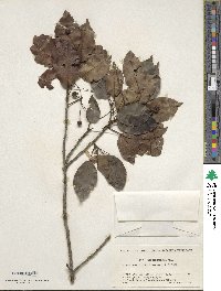 Ilex pedunculosa image