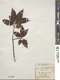 Ilex pedunculosa image