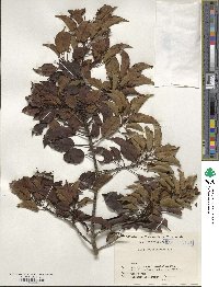 Ilex pedunculosa image