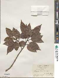 Ilex pedunculosa image