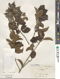 Ilex pedunculosa image