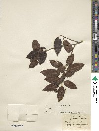 Ilex pedunculosa image