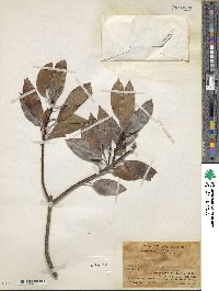 Ilex pedunculosa image