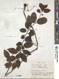 Ilex pedunculosa image