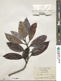 Ilex kwangtungensis image