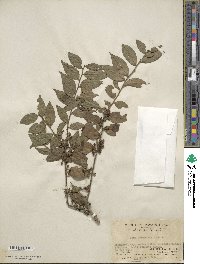 Ilex pubescens image