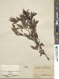 Ilex pubescens image