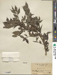 Ilex pubescens image