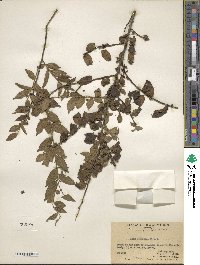 Ilex pubescens image