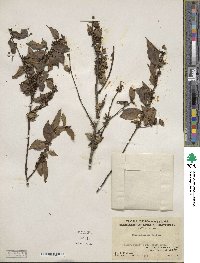 Ilex pubescens image