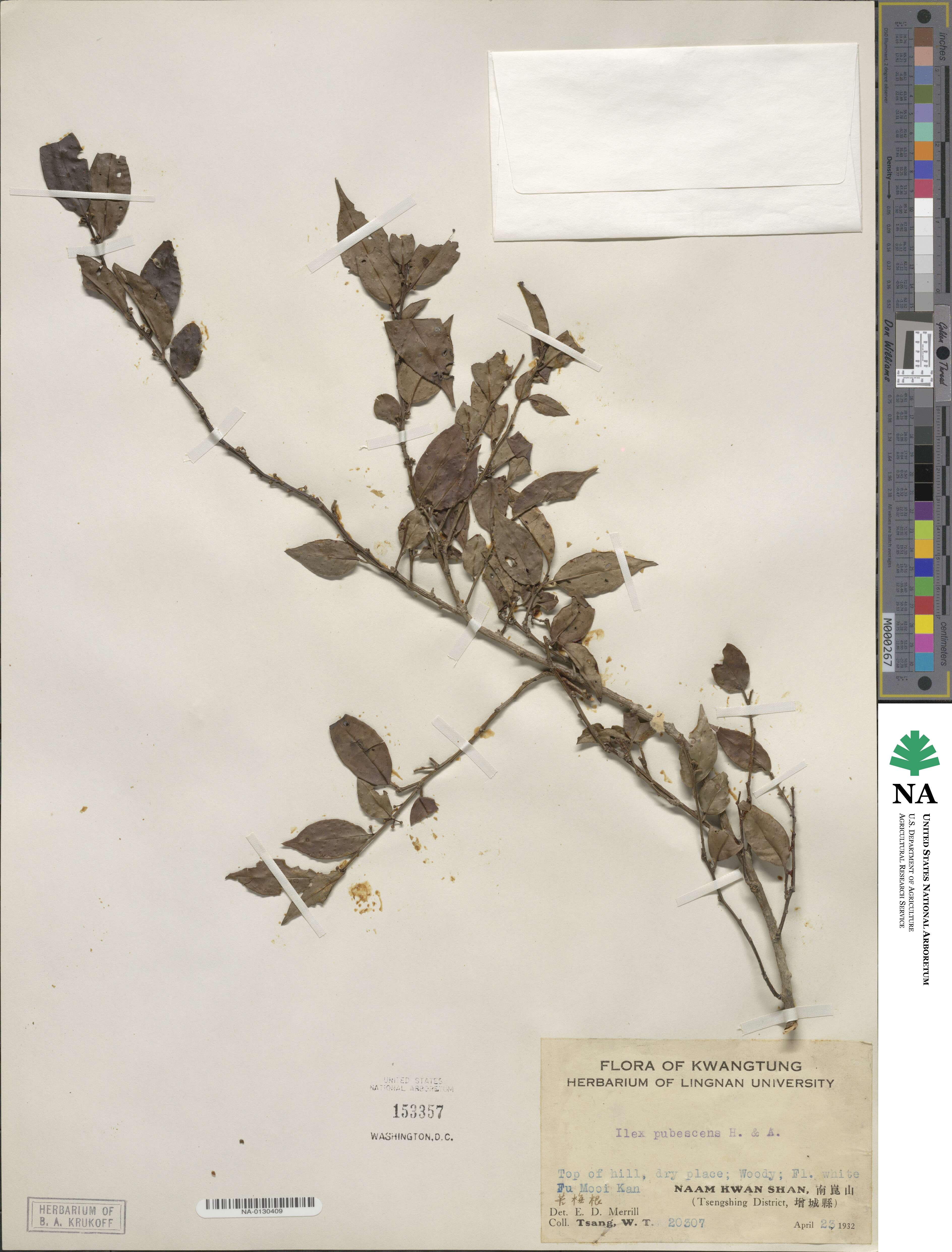 Ilex pubescens image