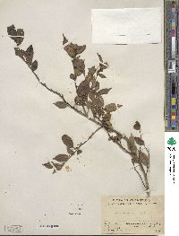 Ilex pubescens image