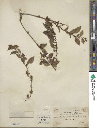 Ilex pubescens image