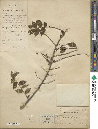 Ilex pubescens image