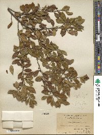 Ilex pubescens image