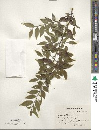 Ilex pubescens image