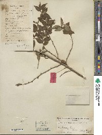 Ilex pubescens image