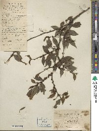 Ilex pubescens image