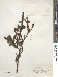 Ilex pubescens image