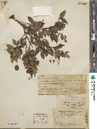 Ilex pubescens image