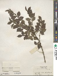 Ilex pubescens image