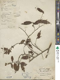 Ilex pubescens image