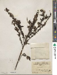 Ilex pubescens image