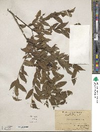 Ilex pubescens image