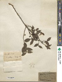 Ilex pubescens image