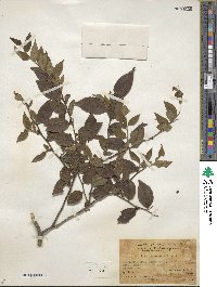 Ilex pubescens image