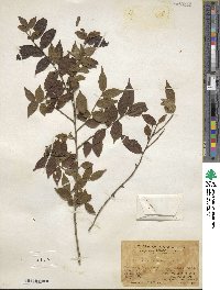 Ilex pubescens image