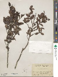 Ilex pubescens image