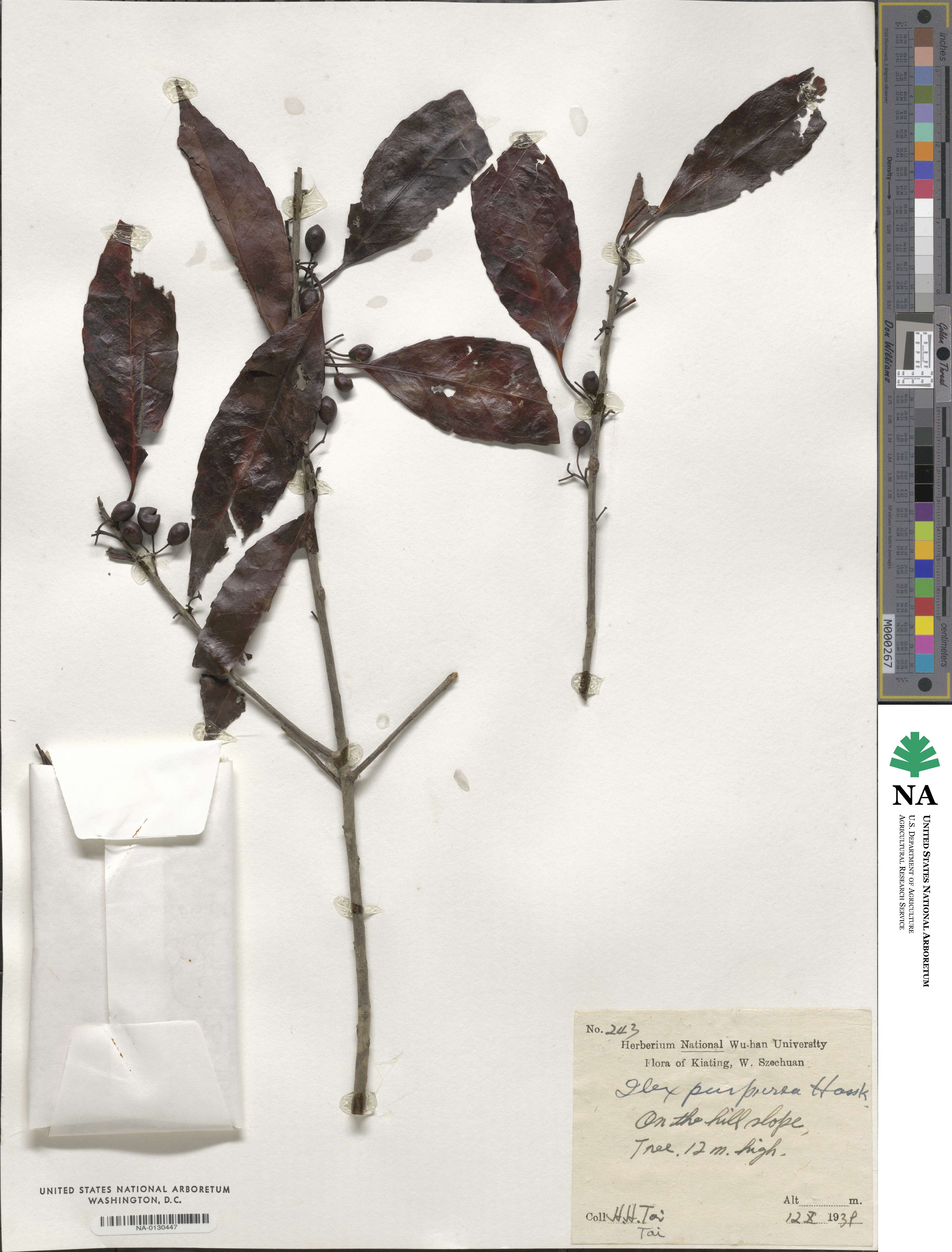 Ilex chinensis image