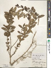 Ilex rugosa image