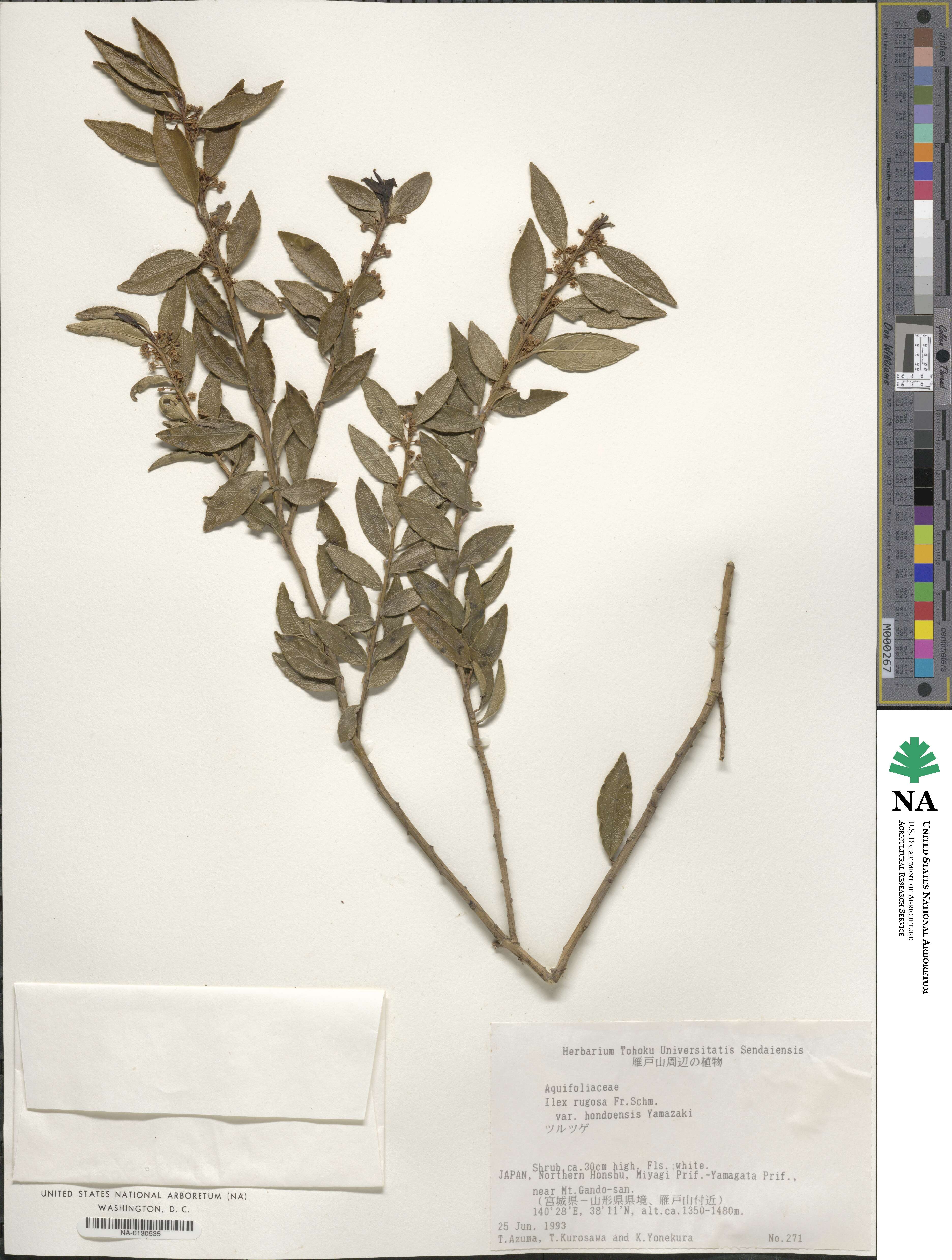 Ilex rugosa image